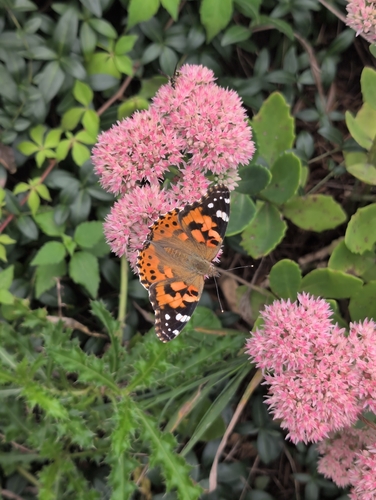 Painted Lady