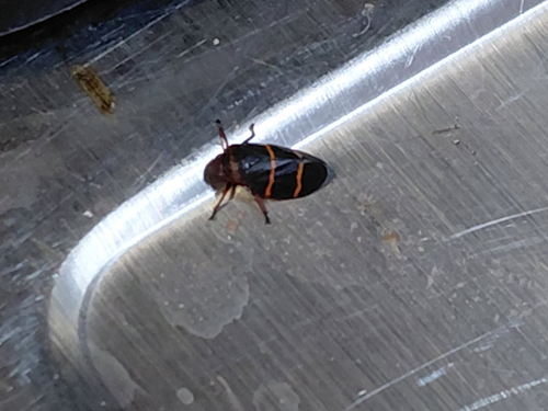 Two-lined Spittlebug