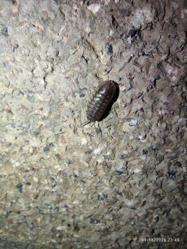 Nosy Pill Woodlouse