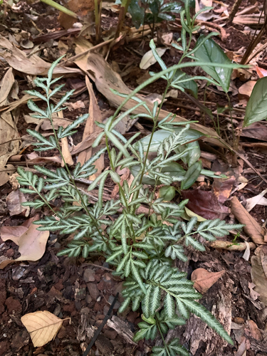 Pteris ensiformis observed 2026-09-17