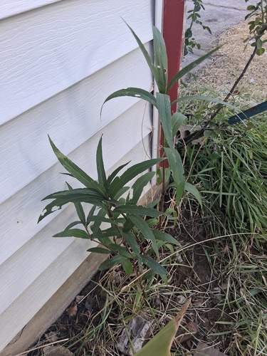 Mexican Ruellia