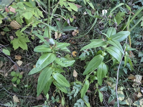 Cross Gentian
