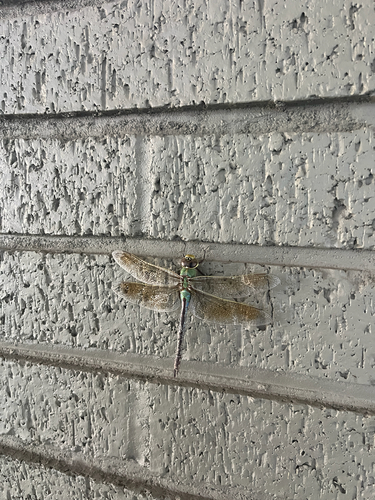 Common Green Darner