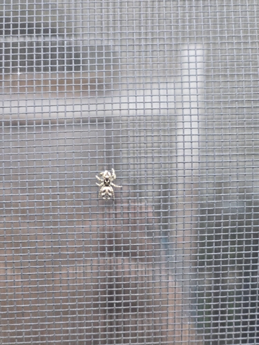 Zebra Jumping Spider