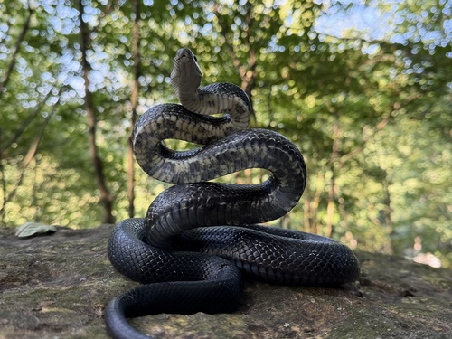 Central Ratsnake