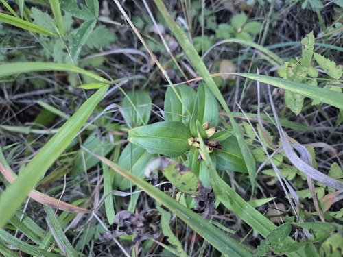 Gentiana cruciata, photograph 6