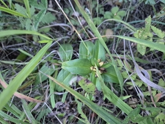 Gentiana cruciata, photograph (c) Bobo-X, some rights reserved (CC BY)