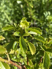 Llagunoa glandulosa, photograph (c) Gabriela Cartes, some rights reserved (CC BY)