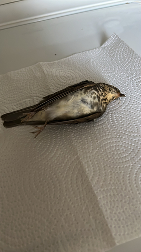 Swainson's Thrush