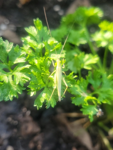 Four-spotted Tree Cricket