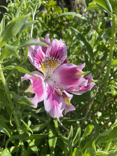 Alstroemeria pelegrina