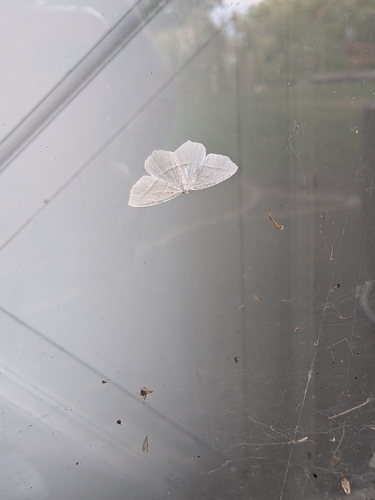 Pale Beauty