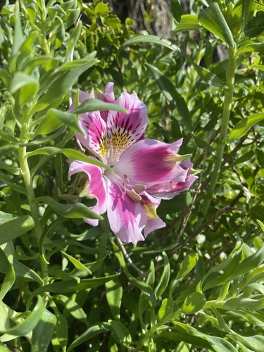 Alstroemeria pelegrina, photograph 2