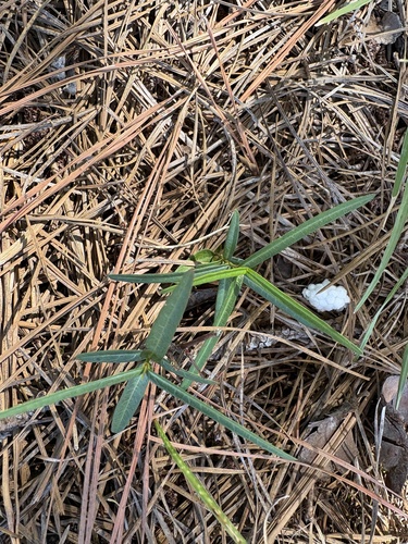 Thyrsanthella difformis, photograph 1