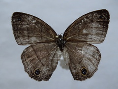 Cissia pompilia