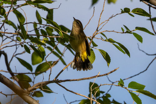 Palm Warbler