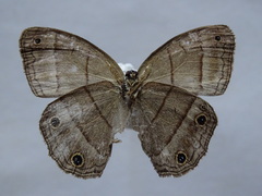 Cissia pompilia