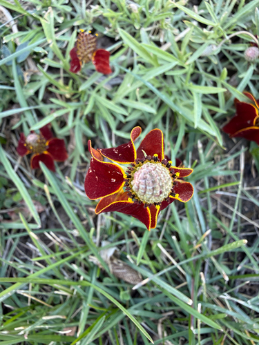 upright prairie coneflower