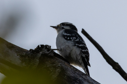 Downy Woodpecker
