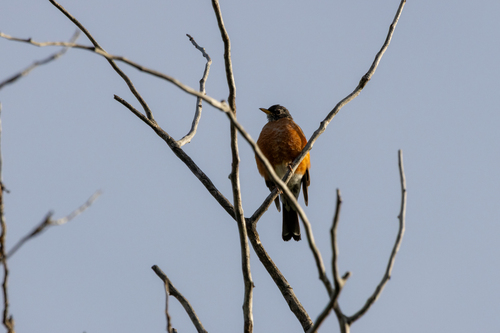 American Robin