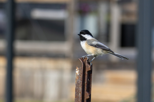 Black-capped Chickadee