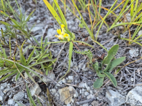 Common Kidney-Vetch