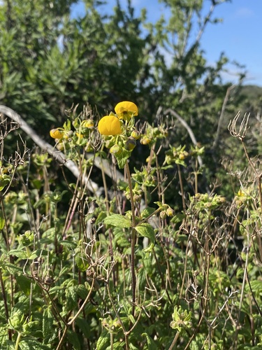 Calceolaria ascendens