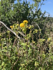 Calceolaria ascendens