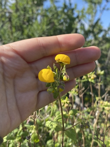 Calceolaria ascendens, photograph 2