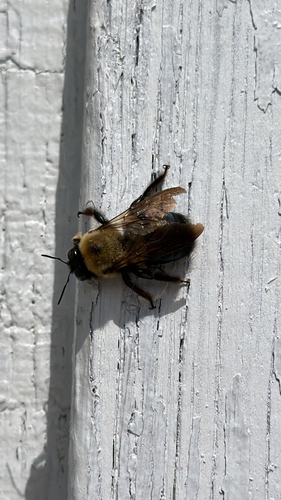 Eastern Carpenter Bee