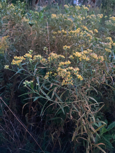 flat-topped goldenrod