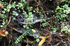 Cambridgea foliata