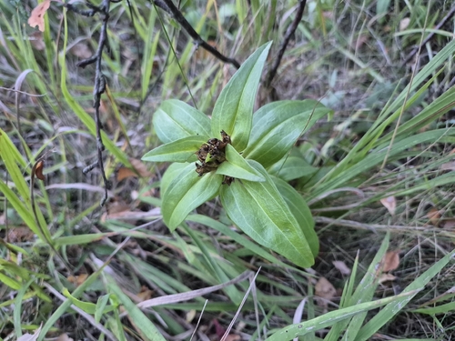 Gentiana cruciata, photograph 5