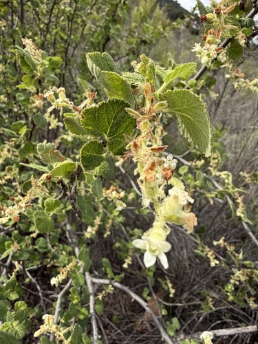 Ribes indecorum, photograph 1