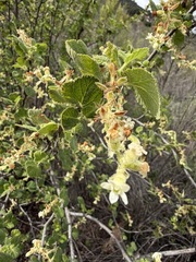 Ribes indecorum