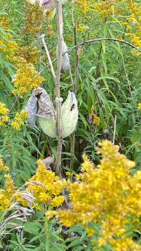 Large Milkweed Bug