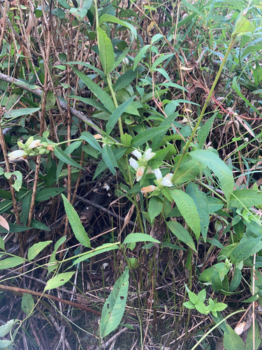 white turtlehead