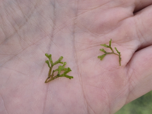 Floating Crystalwort