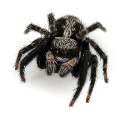 Pseudeuophrys lanigera