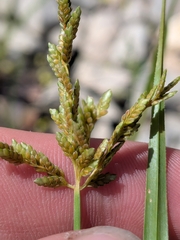 author not stated, no rights reserved Cyperus iria, photograph author not stated, no rights reserved