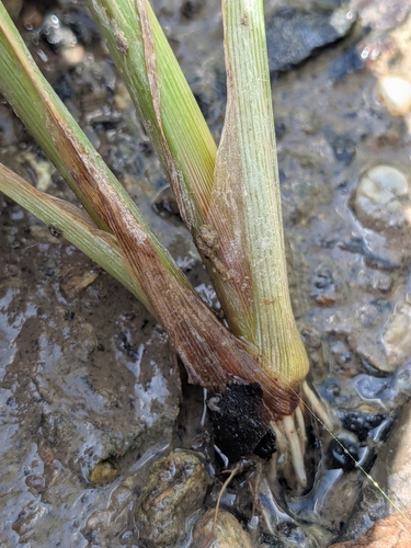 Cyperus iria, photograph 5
