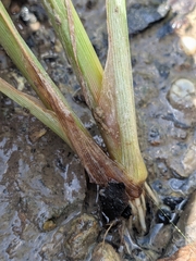 author not stated, no rights reserved Cyperus iria, photograph author not stated, no rights reserved