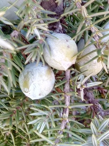 Juniperus oxycedrus subsp. macrocarpa image