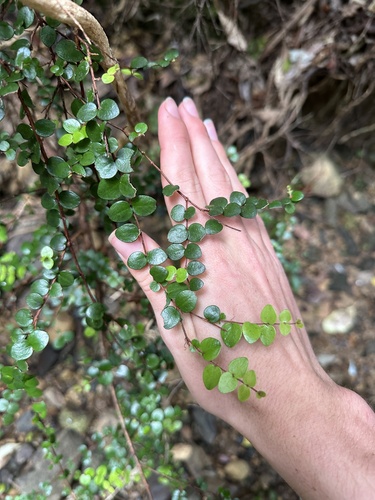 Metrosideros carminea observed 2026-08-23