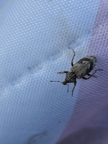Vegetable Weevil