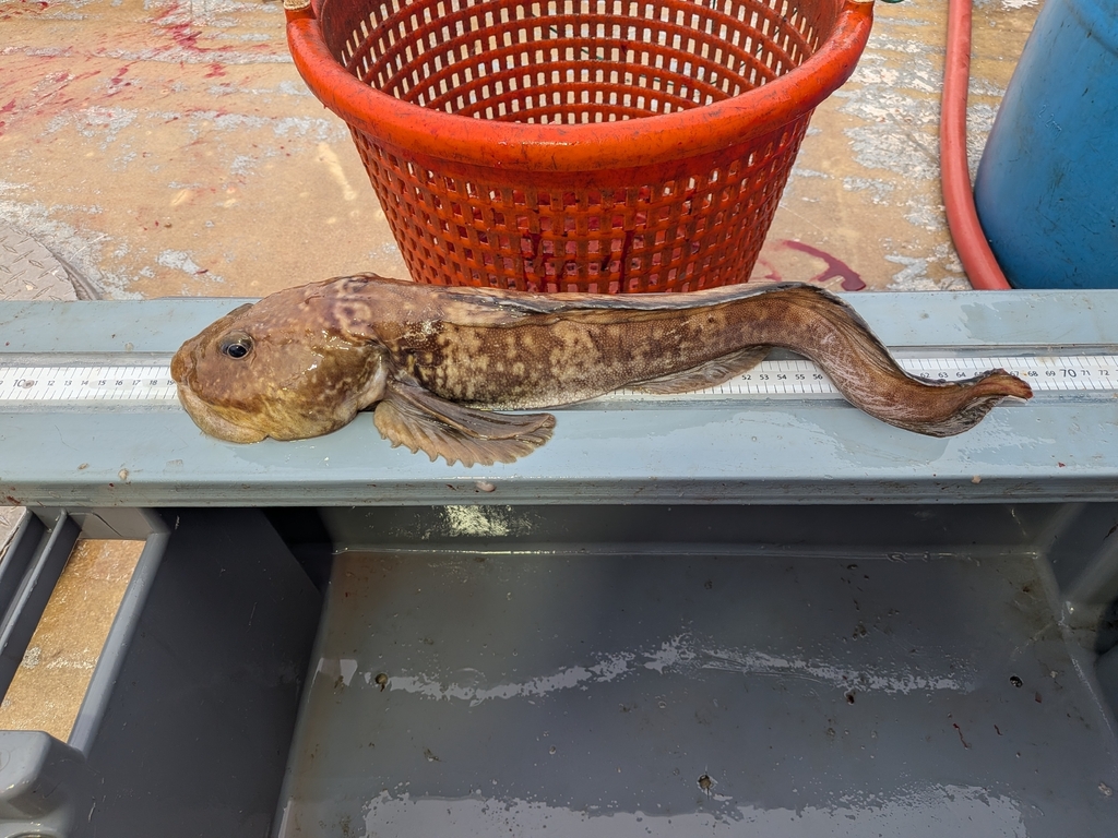 Newfoundland eelpout