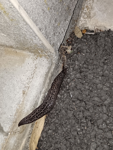 Leopard Slug