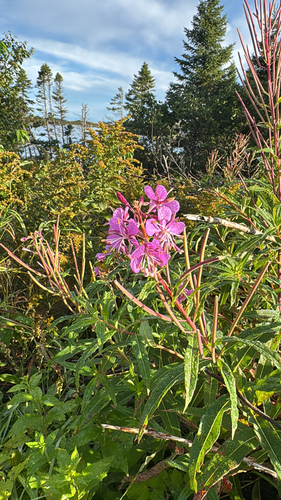 fireweed