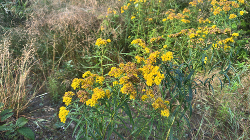 flat-topped goldenrod