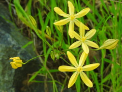 Triteleia ixioides scabra